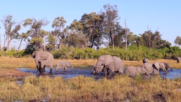 Pan across watering hole with large diverse herd of African elephants