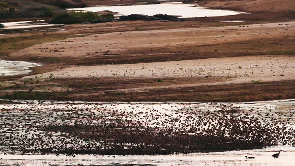 Red-billed Quelea  in Kruger National park, South Africa