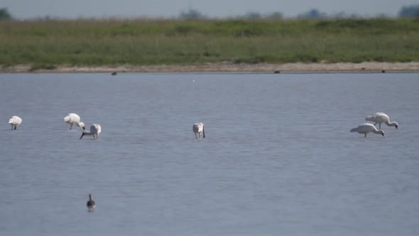 Group of spoonbills searching for food 