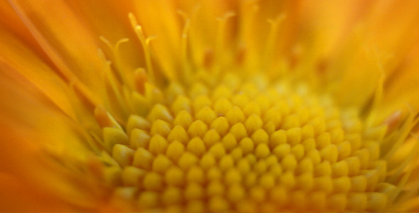 Macro Yellow Flower