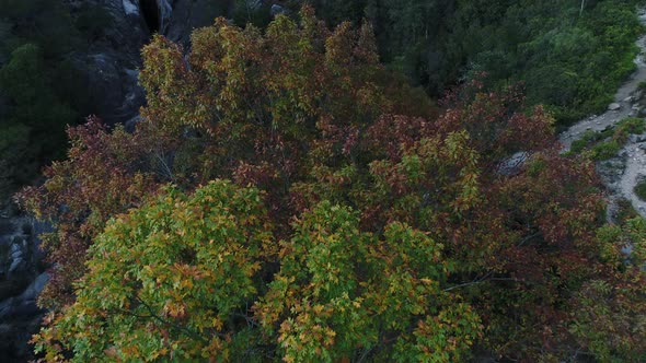 Forest Waterfall Scene