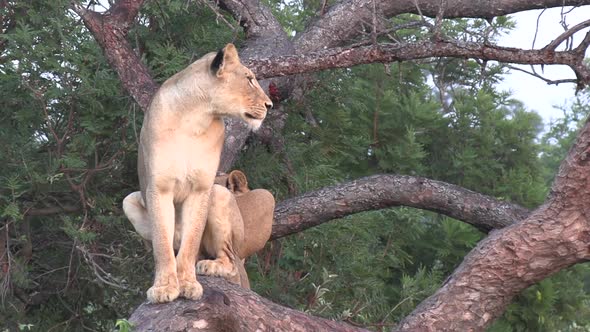 A lioness surveys the land while sitting perched high in a fallen tree with another female lion besi