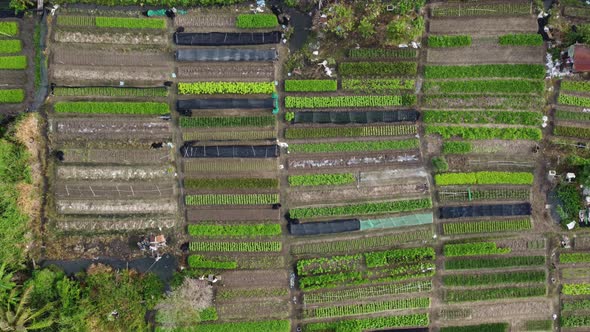 Aerial view look down vegetable farm.