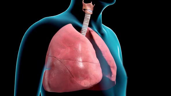 Respiratory system organs are divided into upper respiratory tract and lower respiratory tract.