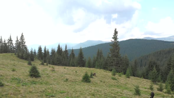 Cows Grazing on Forest Hillside