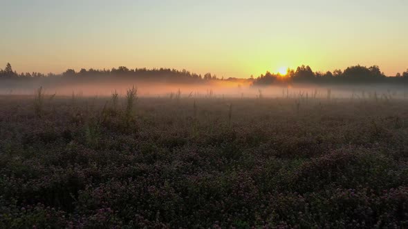 Clover Field