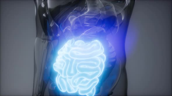 Human Small Intestine Radiology Exam alt