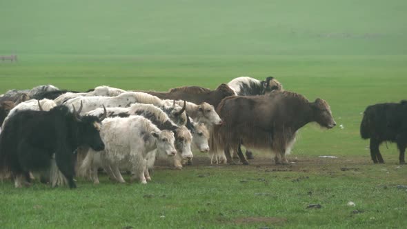 Herd of Long-Haired Yak Flock in Asian Meadow