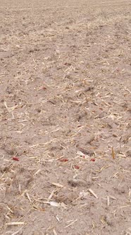 Vertical Video Empty Plowed Field in Autumn Aerial View