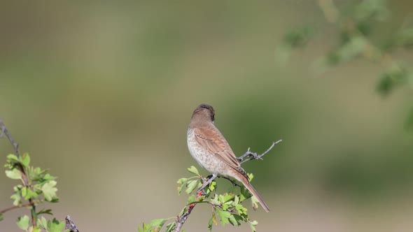 Red-backed Shrike, Lanius collurio, sitting on a branch of a bush