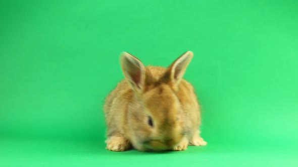 Brown Cute Fluffy Brown Rabbit Sits on a Green Background and Wiggles His Ears and Nose