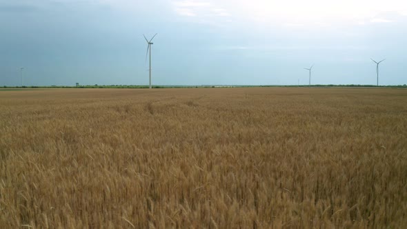 Aerial fly around wind turbines across agricultural wheat field