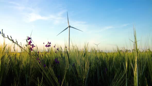 Group of windmills for electric power production in the green field of wheat