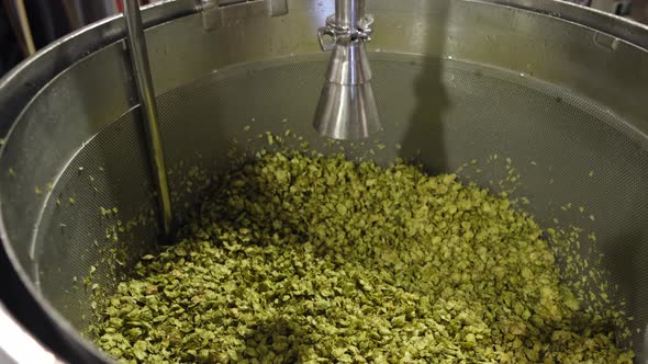 Hops Ready for Mashing During the Beer Making Process