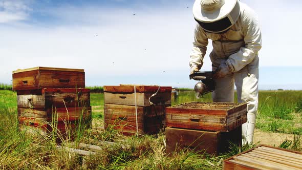 Beekeeper smoking the honeycomb of a beehive using a hive smoker