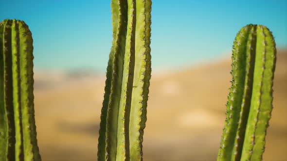 Saguaro Cactus on the Sonoran Desert in Arizona