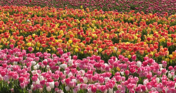 Tulips field in the Provence, Alpes de Haute Provence, France