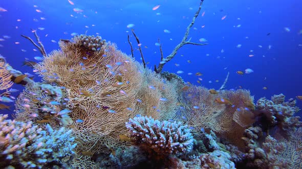 Underwater Beautiful Coral Fish Garden