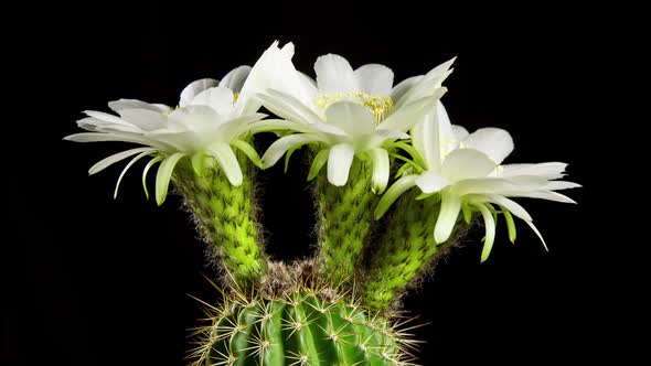 Time Lapse Cactus Flower Opening