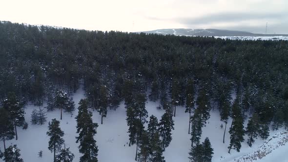 Snowy Trees