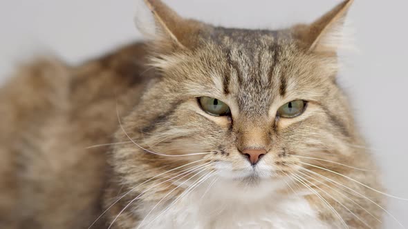 Cute cat lying on gray studio background, fluffy Siberian cat looking up