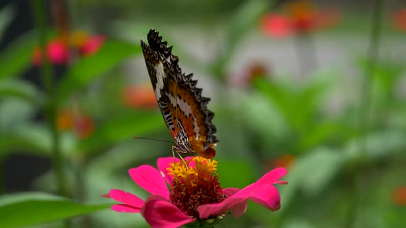 Black and Orange Butterfly Flying Away From Pink Flower After Feeding. Slow Motion