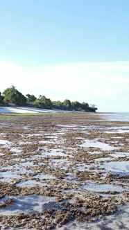 Vertical Video of Low Tide in the Ocean Near the Coast of Zanzibar Tanzania