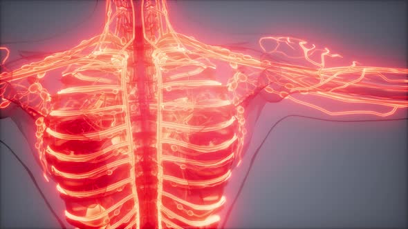 Blood Vessels of Human Body alt