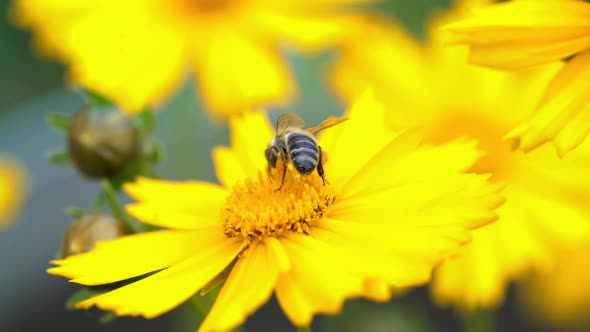 Bee on a yellow flower collecting pollen and gathering nectar to produce honey in the hive.