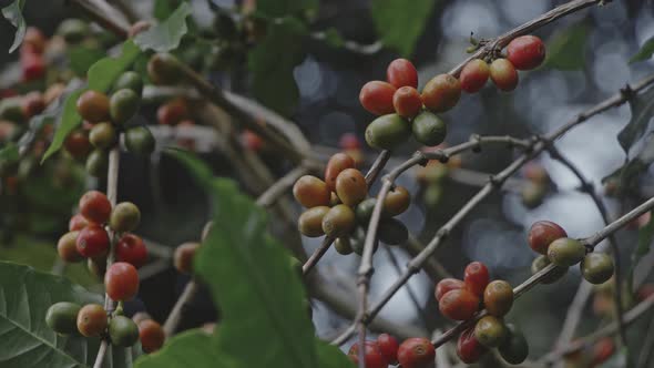 Coffee Plant with Ripe Beans