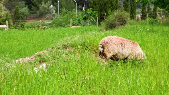 Sheep Grazing on Green Field