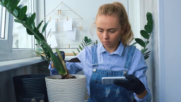 Gardener Woman Blogger Using Phone While Transplants Indoor Plants and Use a Shovel on Table