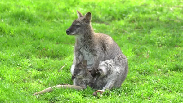 Kangaroo with a baby kangaroo