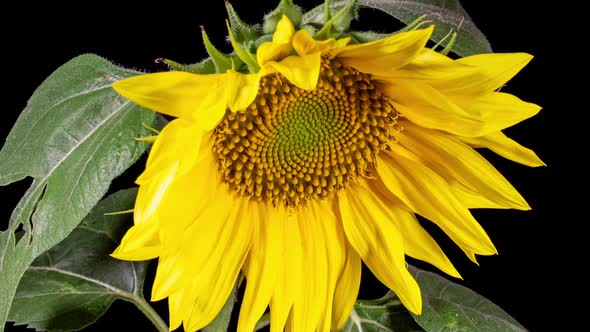 Yellow Sunflower Head Blooming in Time Lapse. Opening Flower on a Black Background from Bud