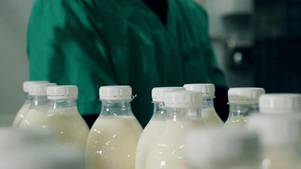 Person Takes Bottles with Milk From a Working Conveyor.