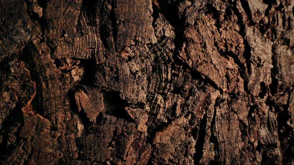 Wood Bark Surface Moving Shot