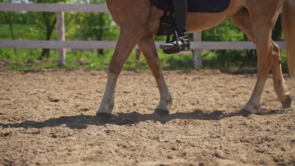 A Palomino Horse Moving Slowly With A Rider On Its Saddle Side View Of Horse Legs