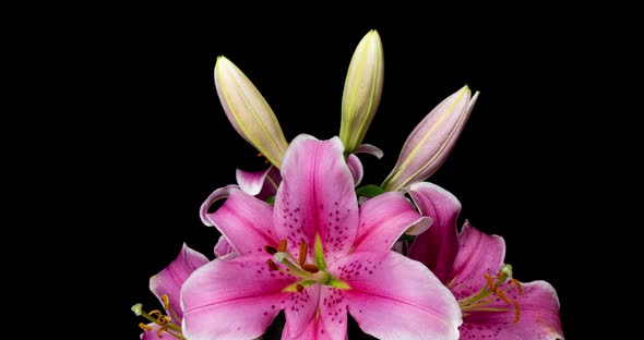 A Bouquet of Beautiful Pink Lilies Blooms in a Time Lapse on a Black Background,  Video