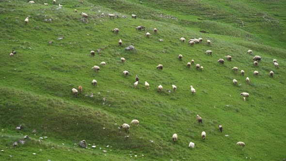 Sheep Walk in the Pasture and Eat Green Grass