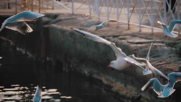 Seagull on Rock Near the Sea in Nature. The Seagull Fly Flapping Wings.