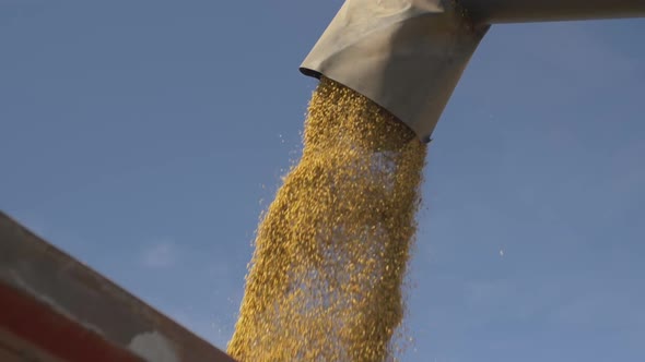 Harvested Soy Beans