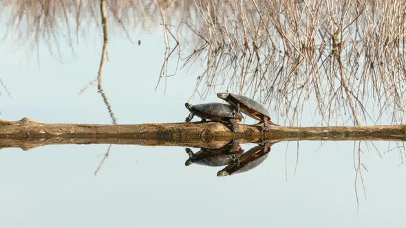 Medium shot of couple sea turtles having sex on wooden trunk in lake - Procreation and pairing in wi