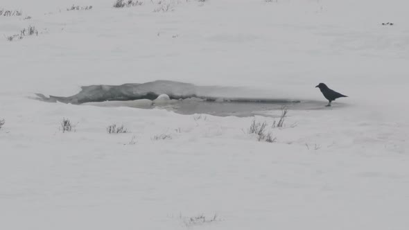 high frame rate shot of an otter watching a raven at yellowstone