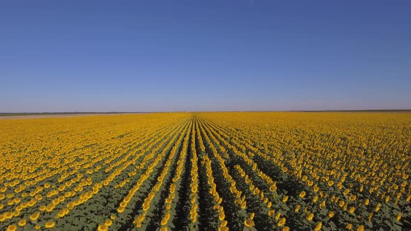 Aerial Shot Of Sunflower Field