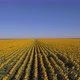 Aerial Shot Of Sunflower Field - VideoHive Item for Sale