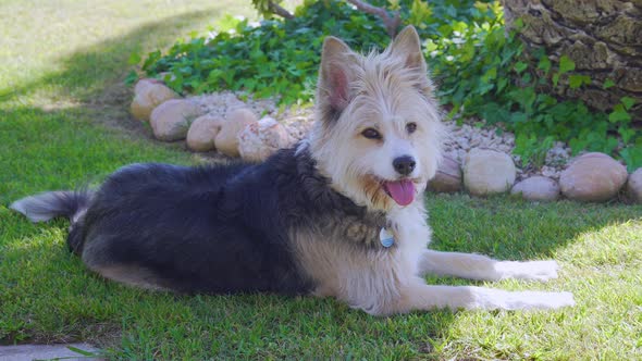 Precious Dog Lying on the Grass Tired From a Long Walk