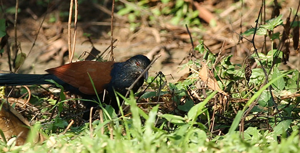 Greater Coucal Bird Pack 1