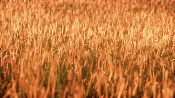 the Field of Ripe Rye at Sunset