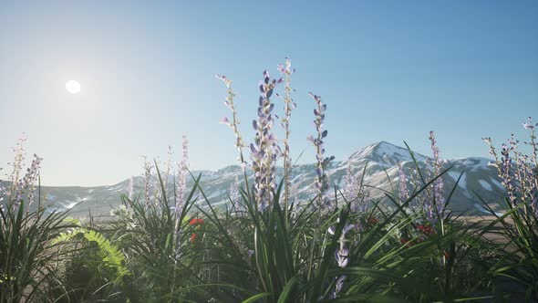 Lavender Field with Blue Sky and Mountain Cover with Snow