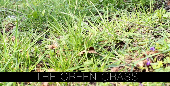 The Green Grass 5